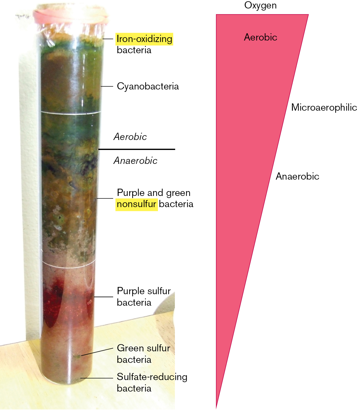 A two-part illustration shows the Winogradsky column, a wetland model ecosystem. A photo of the Winogradsky column. An inverted triangle describing oxygen availability within the Winogradsky column.