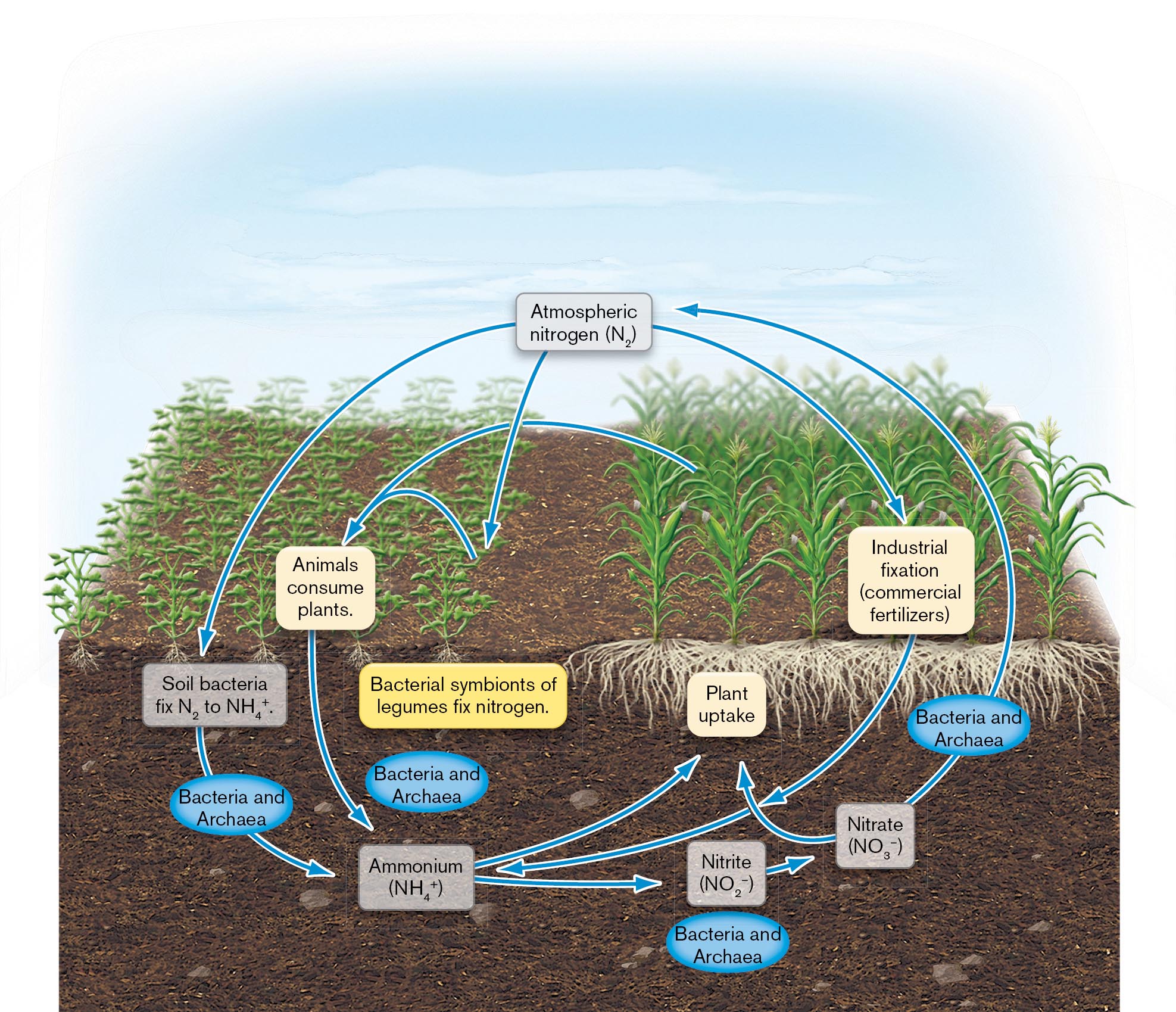 An illustration of the process of the global nitrogen cycle.