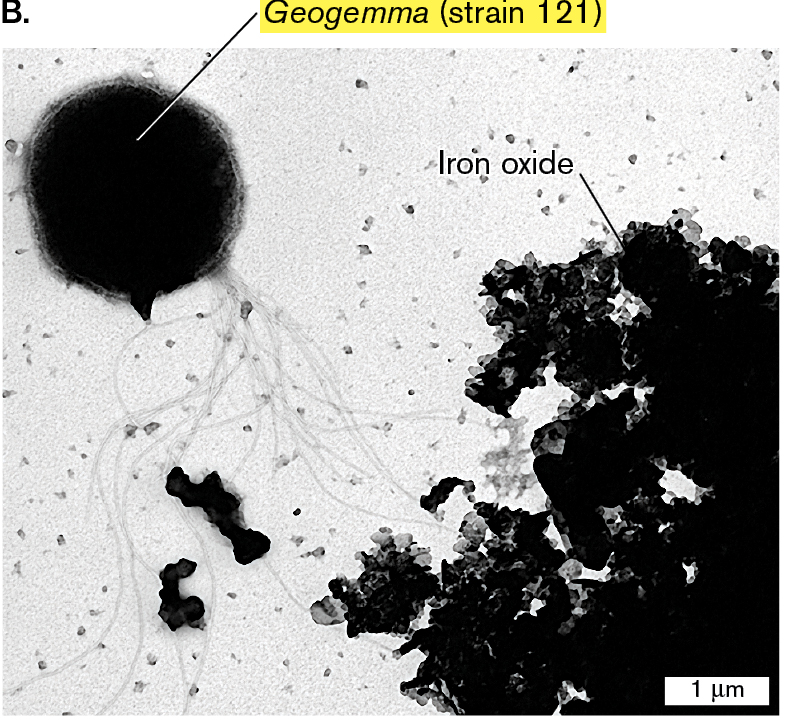 Image B is an electron micrograph showing Geogemma strain 121, and iron oxide. .