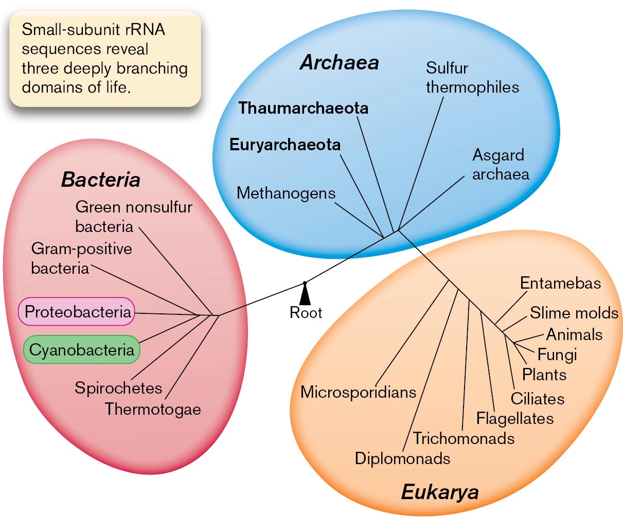 A diagram of the three domains of life and a photograph of Carl Woese holding a space filling model. A diagram of the three domains of life: Archaea, Bacteria, and Eukarya.