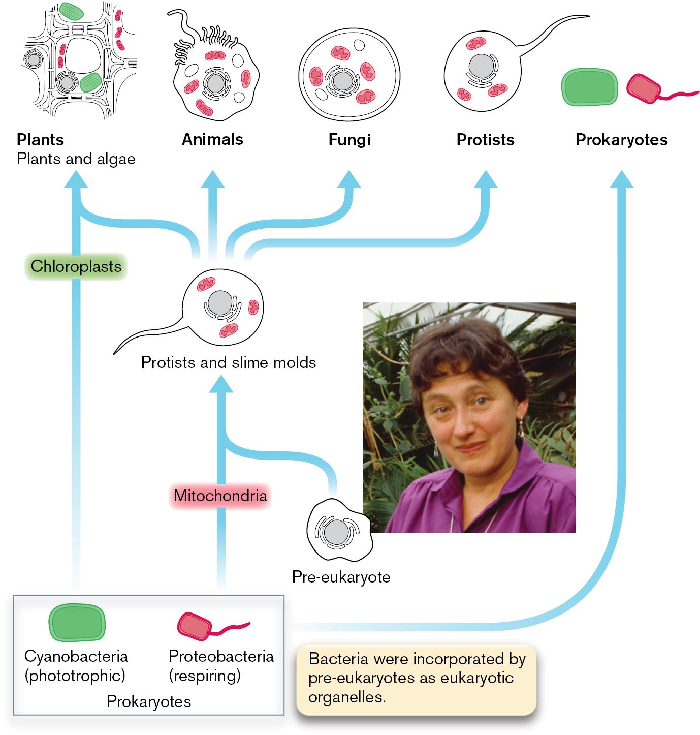 An illustration of the theory of serial endosymbiosis with an inset photo of Lynn Margulis. A photograph of Lynn Margulis.