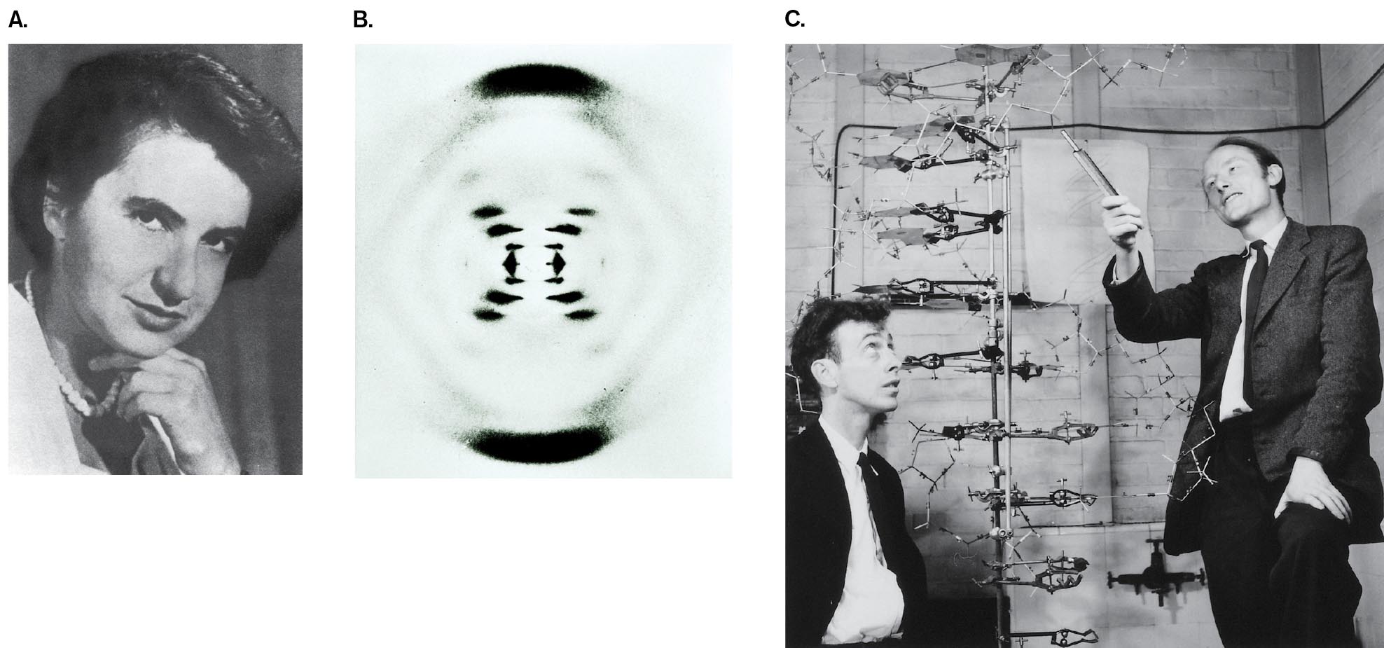 A photo of Rosalind Franklin, an x-ray diffraction pattern, and a photo of James Watson and Francis Crick are shown. A headshot of Rosalind Franklin. An x-ray diffraction image of an hourglass-shaped pattern of D N A. A photograph of James Watson and Francis Crick examining a life-size model of the D N A double helix.