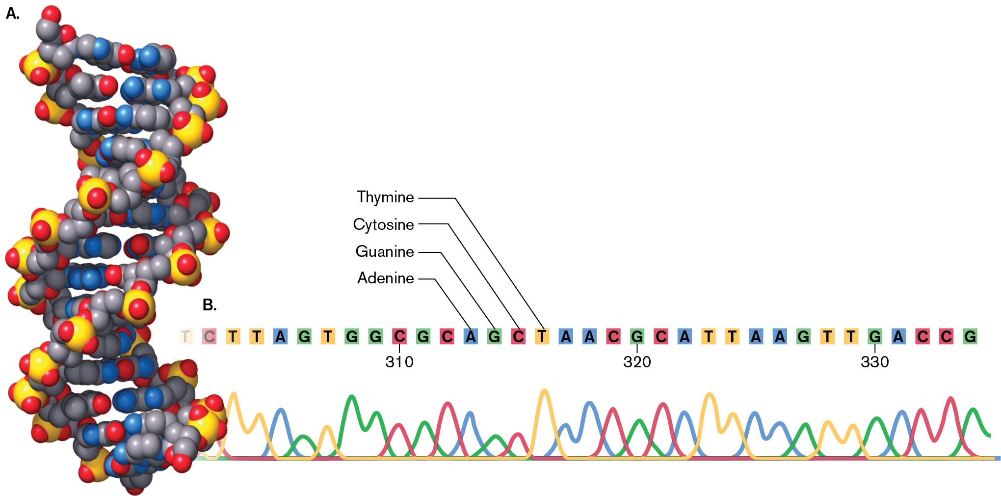 A model and an illustration of D N A are shown. A space filling model of the D N A double helix. An illustration shows a sequence of base pairs with different colors.