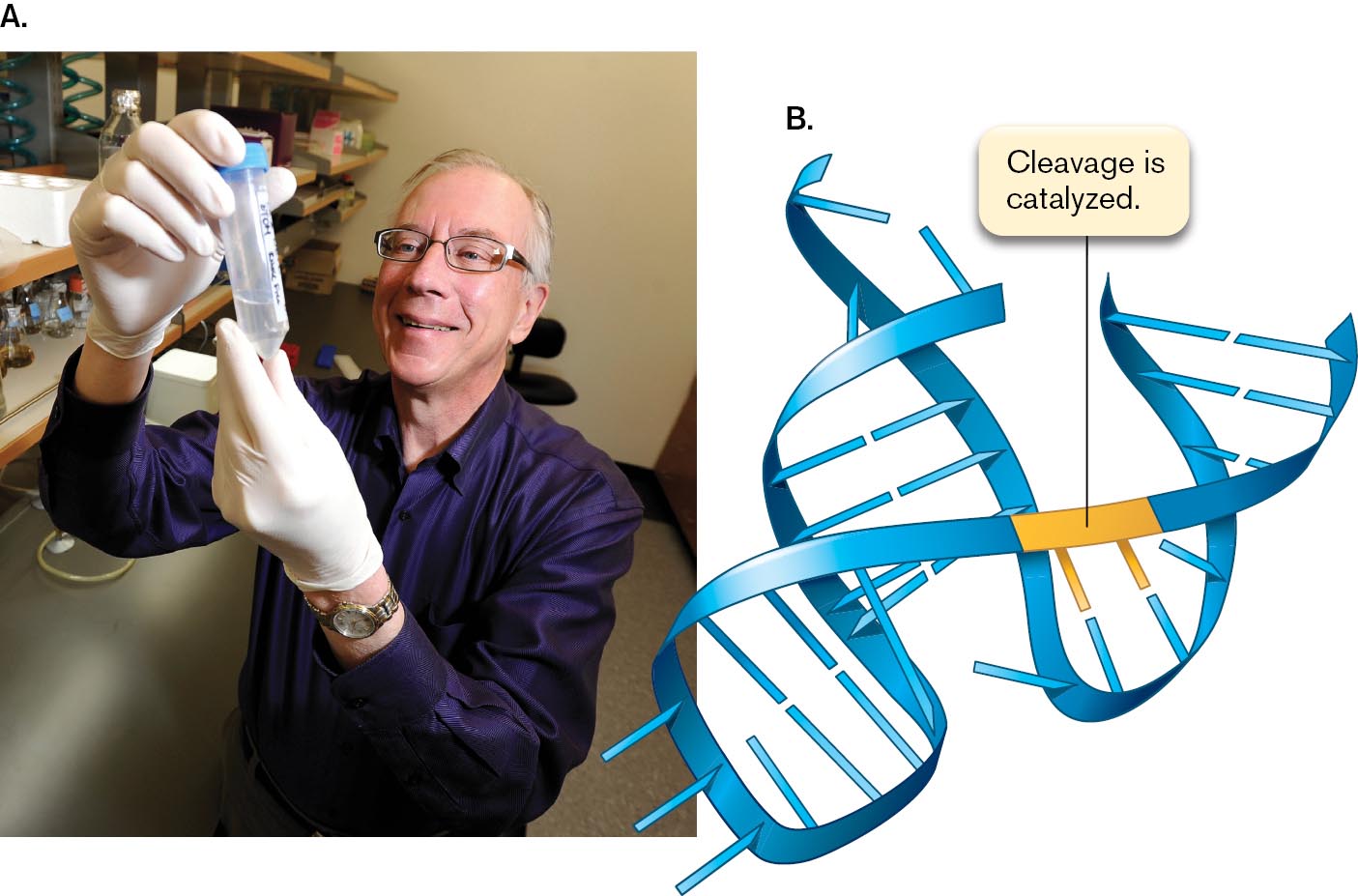 A photograph of Tom Cech holding a test tube and a diagram of catalytic RNA are shown. A photo shows Tom Cech holding a test tube containing liquid. A model shows the structure of R N A, and a segment in the center is labeled as cleavage is catalyzed.