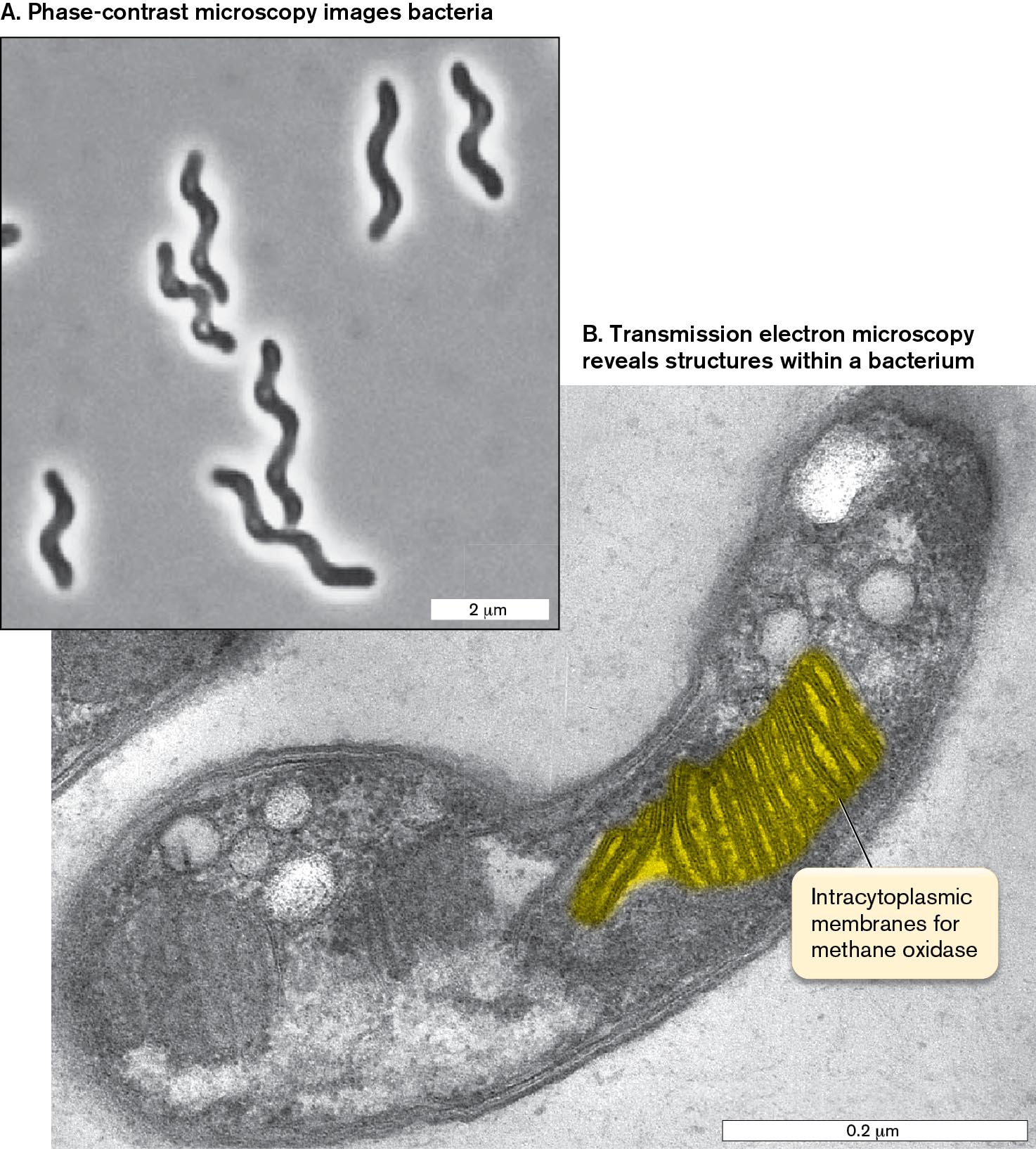 Two micrographs of methane-oxidizing bacteria are shown, the first at low magnification and the second at high magnification. The first micrograph shows several spiral shaped bacteria at low magnification. The second micrograph shows a bacterium at high magnification with a methane oxidizing structure highlighted. 