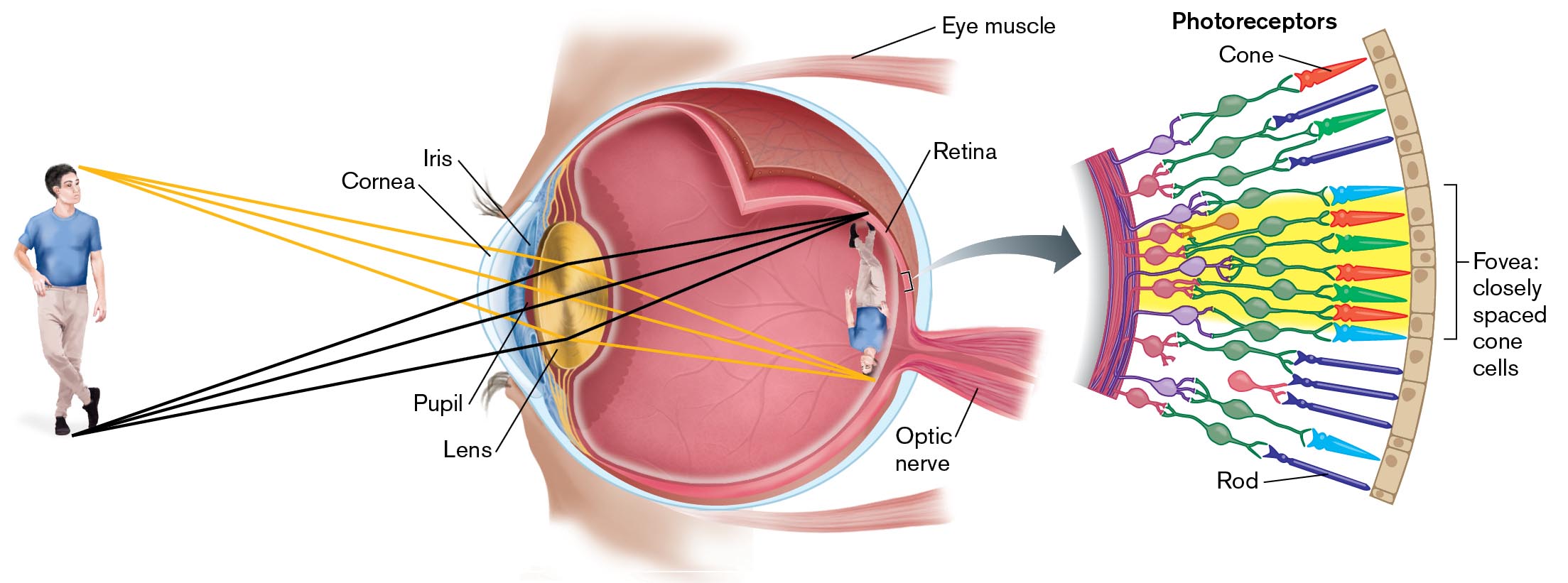 An illustration depicts the principles of human vision.