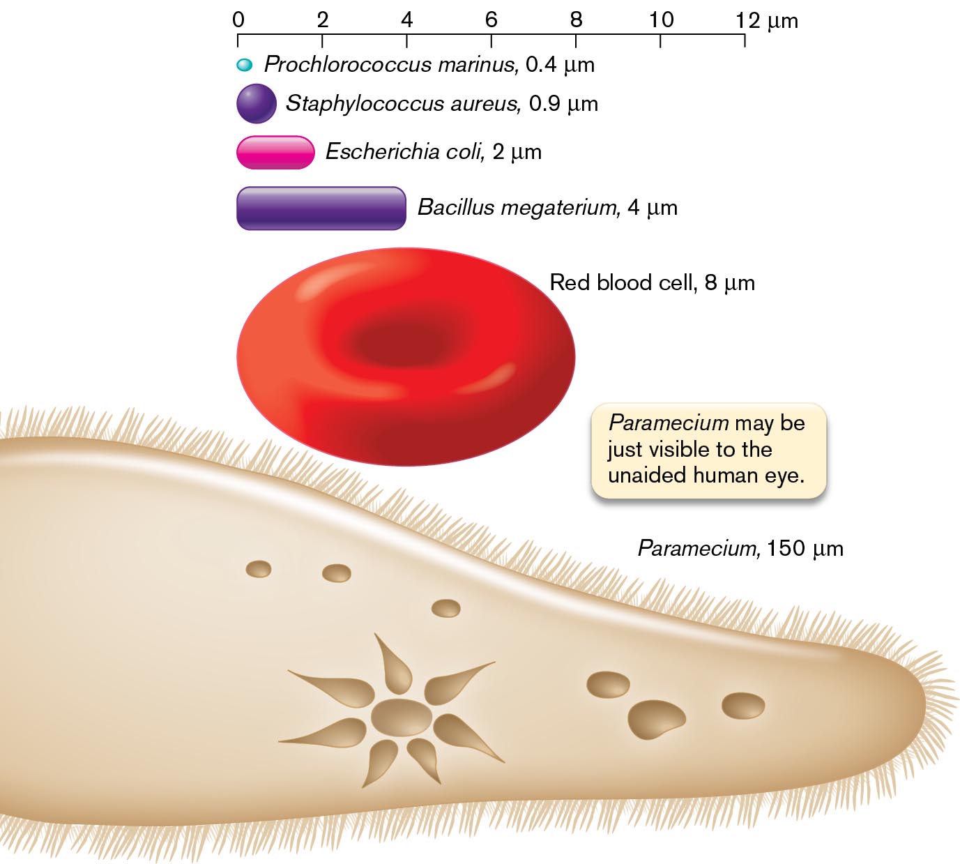 An illustration shows different cell types with different relative sizes.