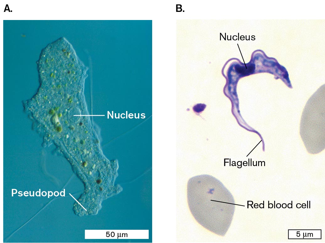 Micrographs of Amoeba proteus and Trypanosoma brucei are shown. A micrograph of Amoeba proteus under a light microscope. A micrograph of Trypanosoma brucei under a light microscope.