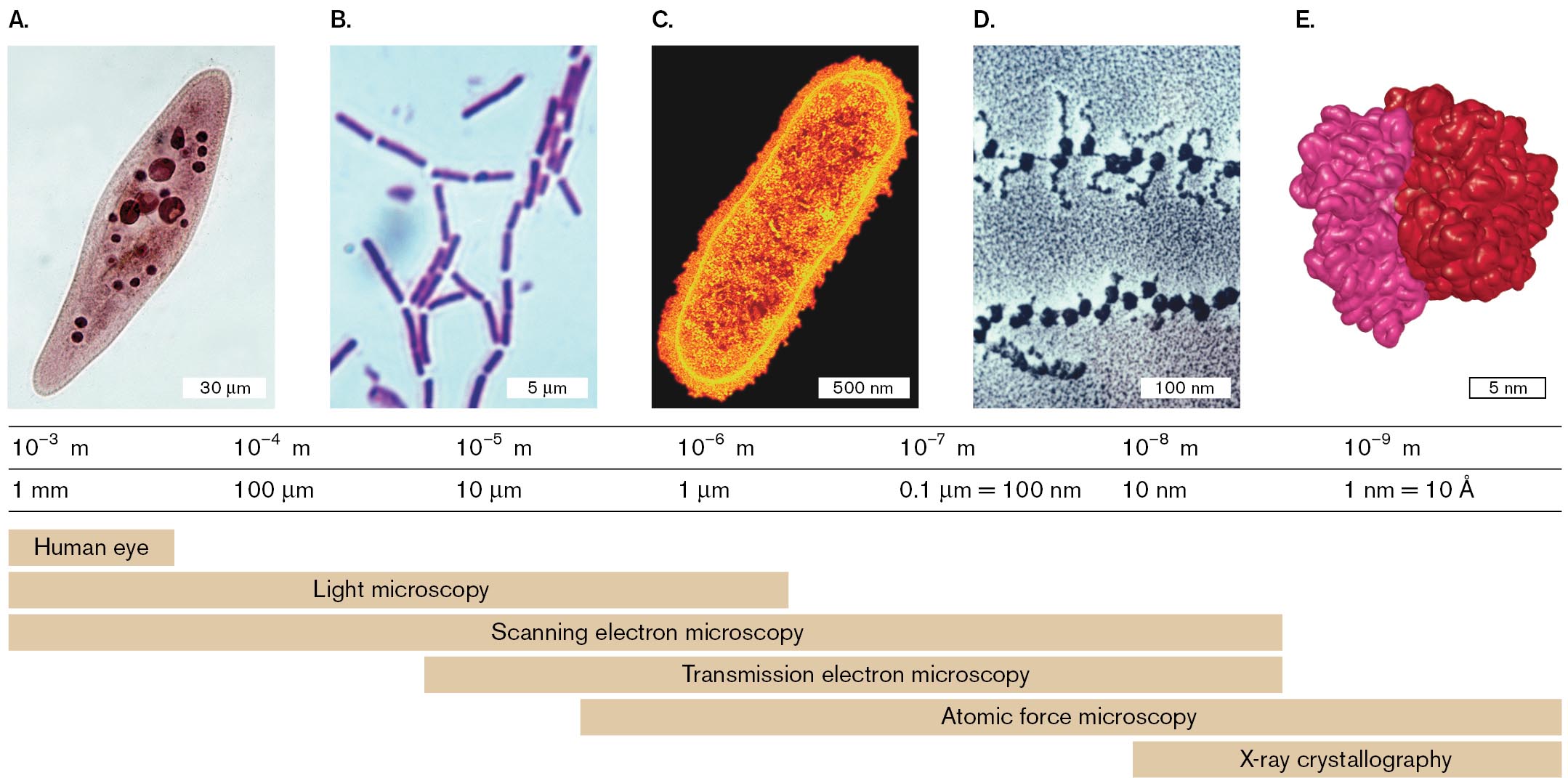 Four micrographs and a model of a ribosome are shown, with corresponding visual ranges and optimal microscope selections. A micrograph shows a Paramecium, 120 micrometers in length, under a light microscope. A micrograph shows several Bacillus sp. bacteria, each about 5 micrometers in length, under a light microscope. A micrograph shows Escherichia coli, about 1000 nanometers in length, as seen with transmission electron microscopy. A micrograph shows ribosomes on messenger RNA, each less than 100 nm long, as seen with T E M. A model shows a ribosome, about 10 nanometers in diameter, as seen with X-ray crystallography.