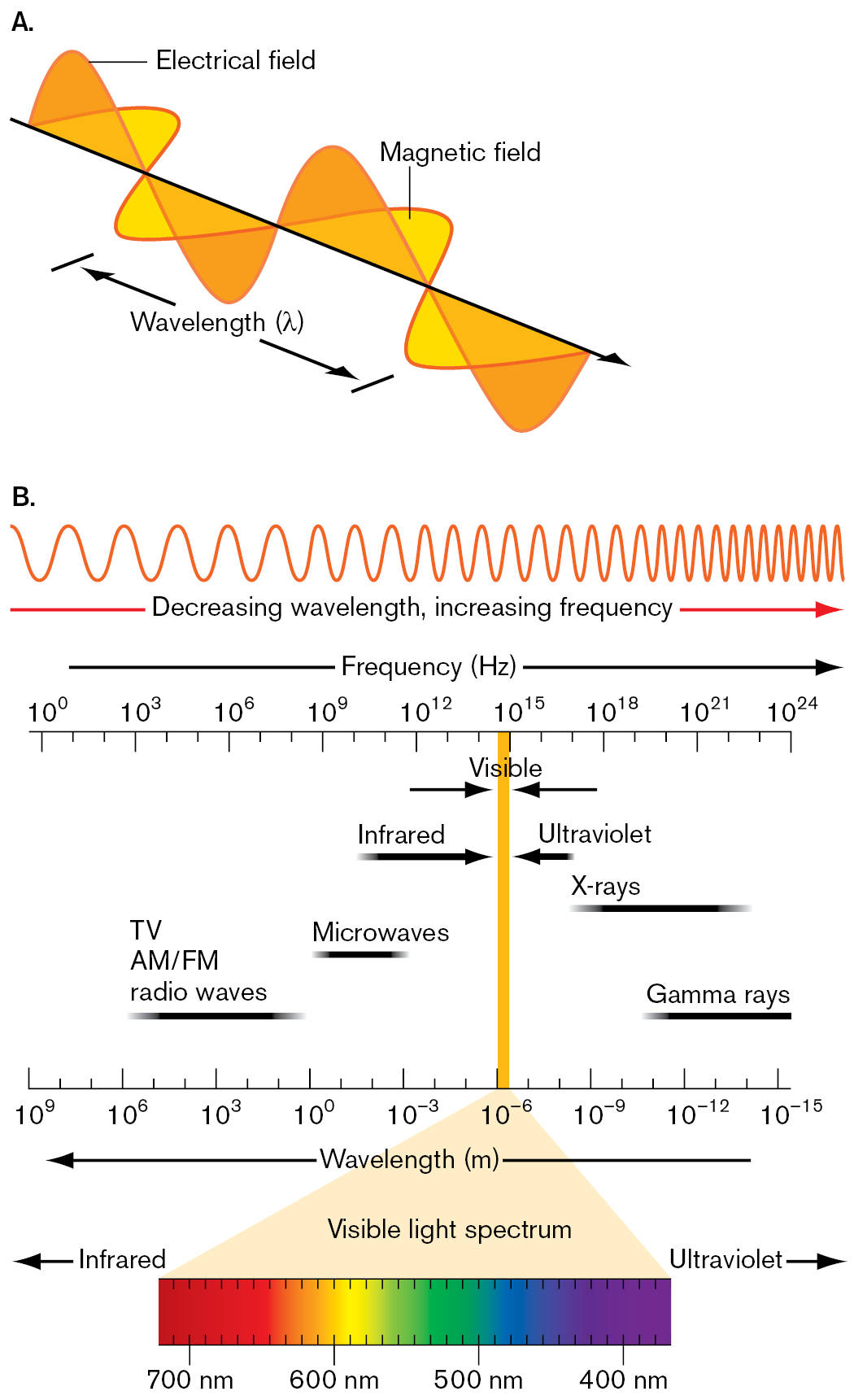 Two illustrations describe electromagnetic radiation and the electromagnetic spectrum. An illustration shows the wavelengths of electrical and magnetic fields. An illustration shows the electromagnetic spectrum.