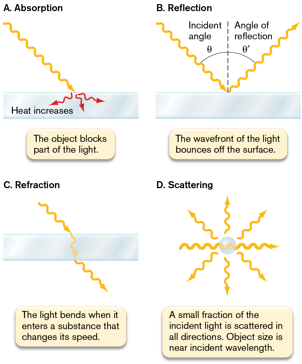 Four illustrations of different light with matter interactions. An illustration labeled A shows absorption. An illustration labeled B shows reflection. An illustration labeled C shows refraction. An illustration labeled D shows scattering.