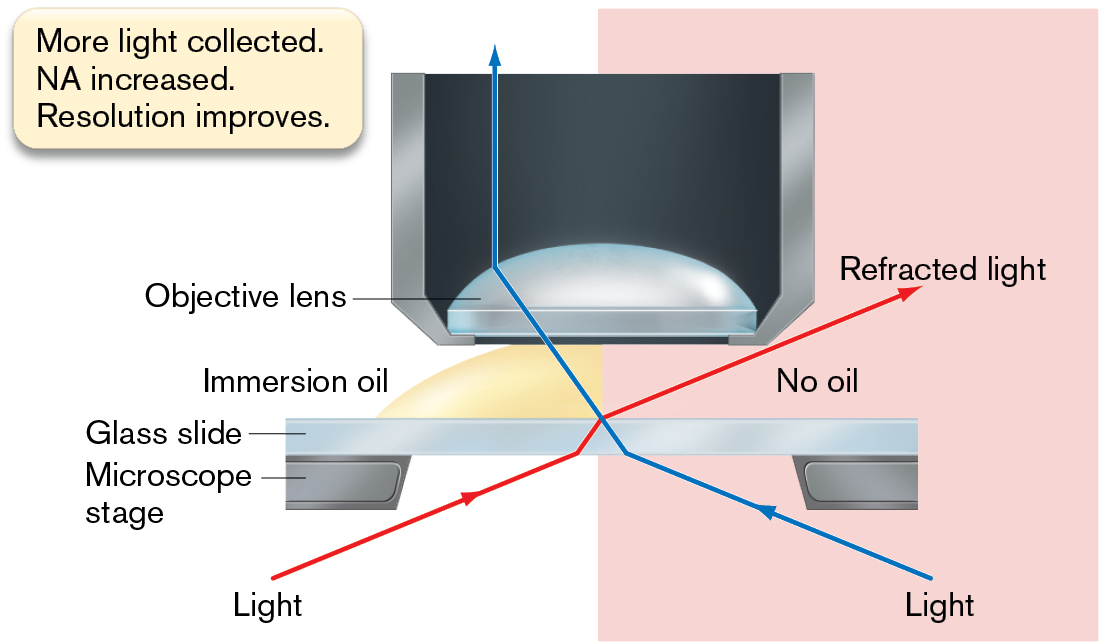 An illustration shows the use of oil immersion in microscopy.