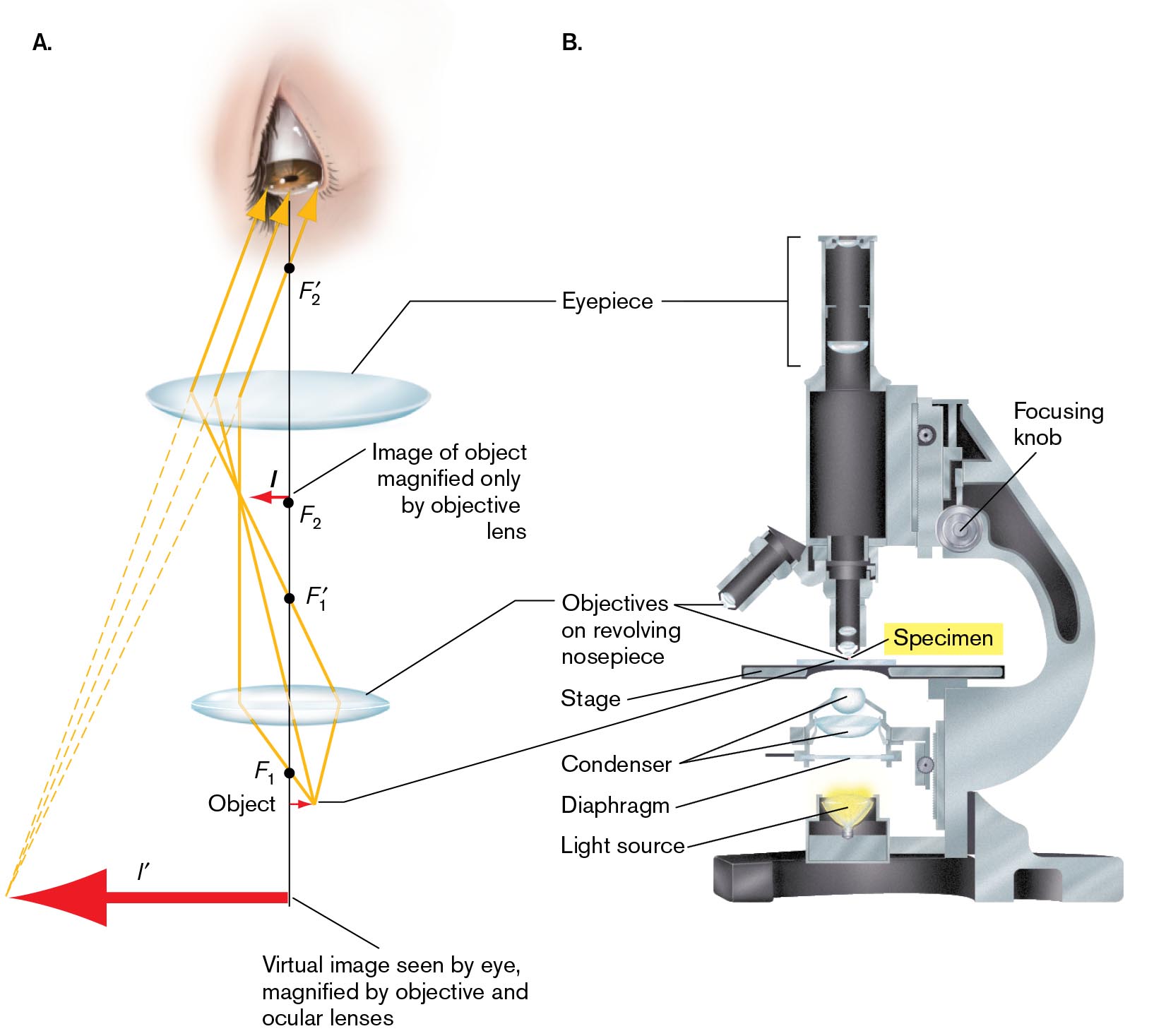 A two-part illustration shows the light path through a microscope and the structure of a microscope. The path of light through a microscope is illustrated. The structure of a compound microscope is illustrated.