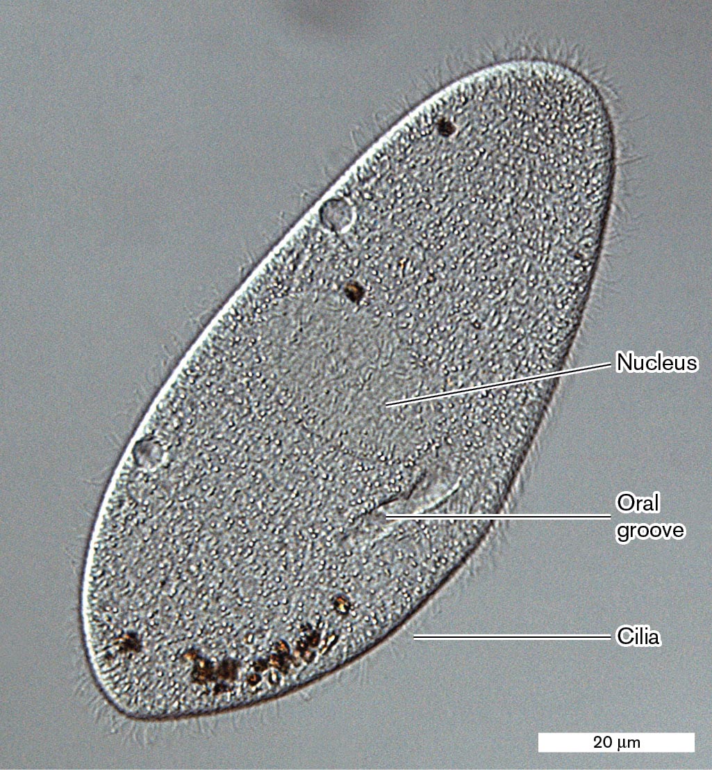 Phase-contrast microscopy shows a paramecium with a few internal structures identified.