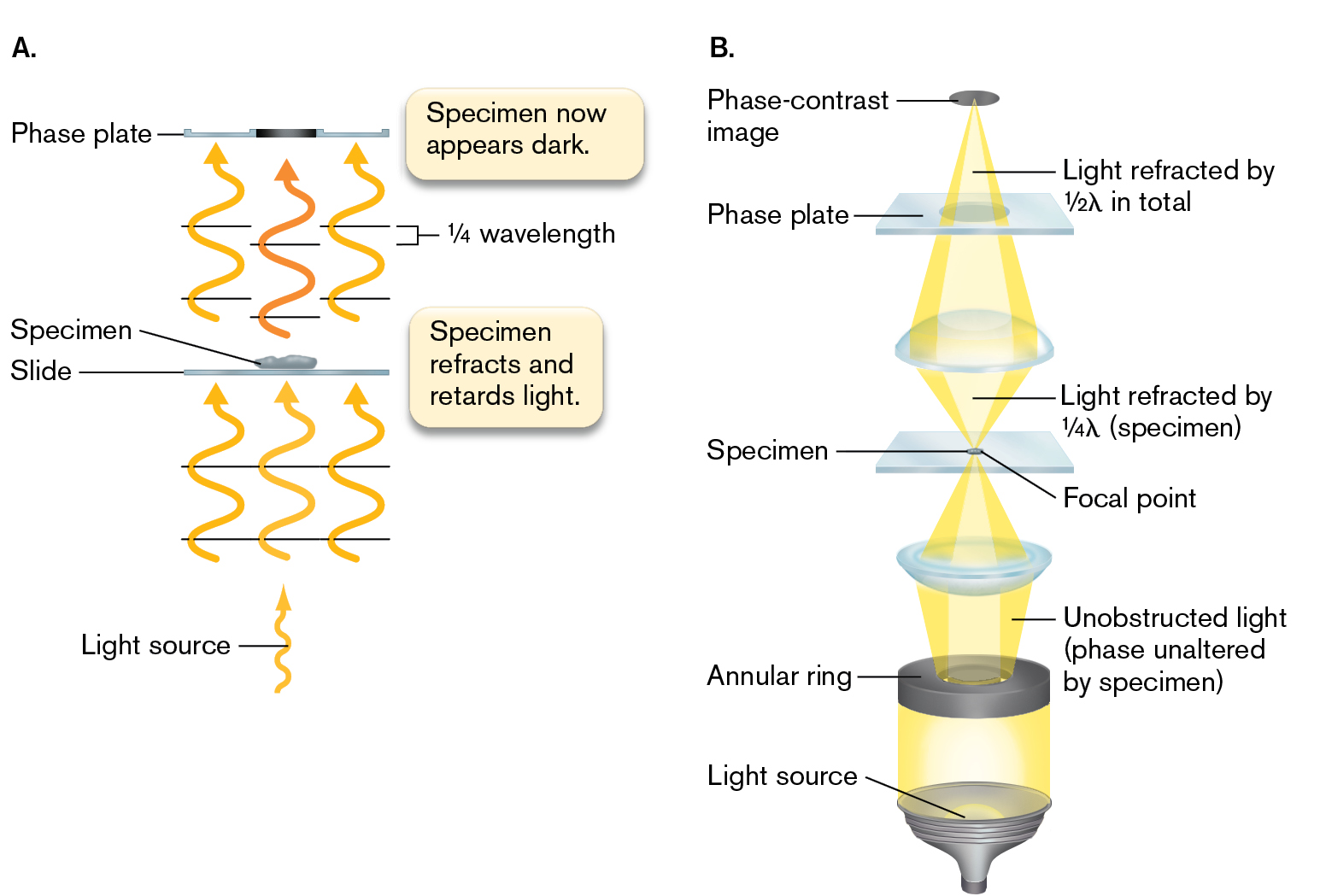 Two illustrations show the optics of phase contrast. An illustration shows the optics of phase contrast. An illustration shows the structure of lenses in the phase-contrast microscope.