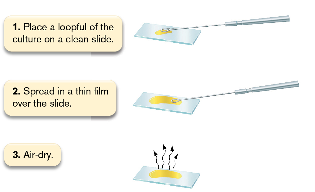 An illustration shows 8 steps involved in the process of methylene blue staining.