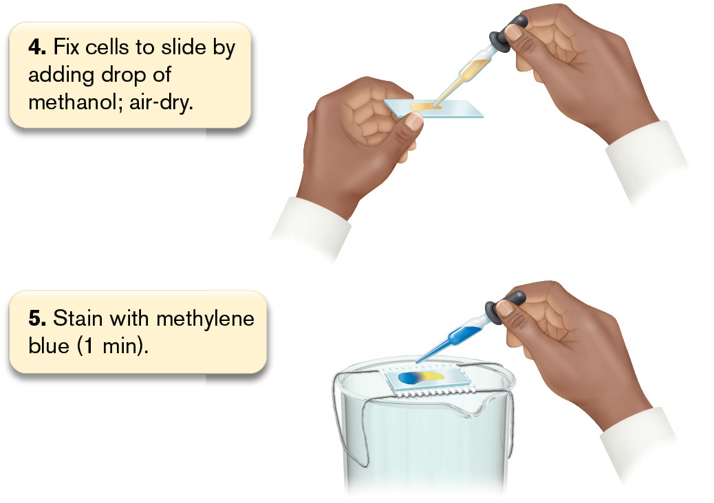 An illustration shows 8 steps involved in the process of methylene blue staining.