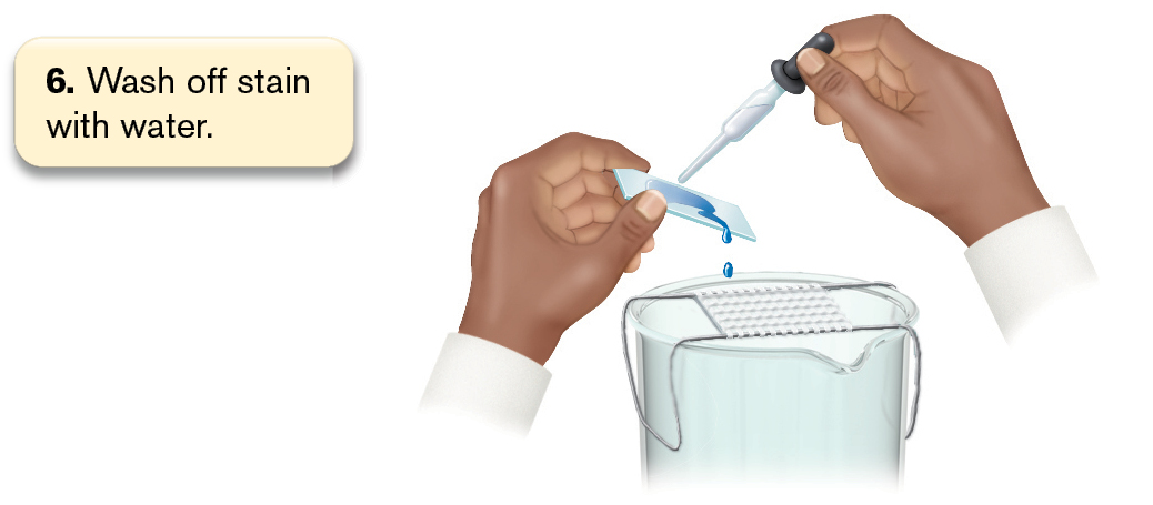 An illustration shows 8 steps involved in the process of methylene blue staining.