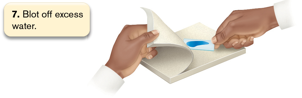 An illustration shows 8 steps involved in the process of methylene blue staining.