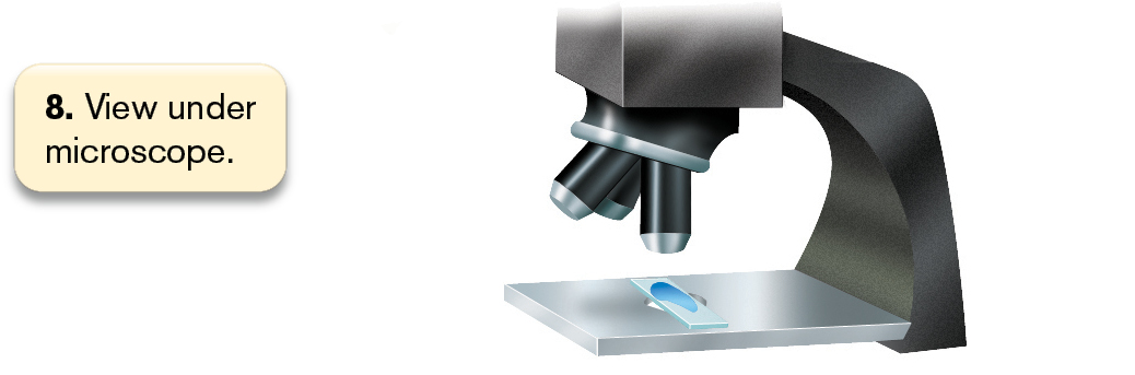 An illustration shows 8 steps involved in the process of methylene blue staining.