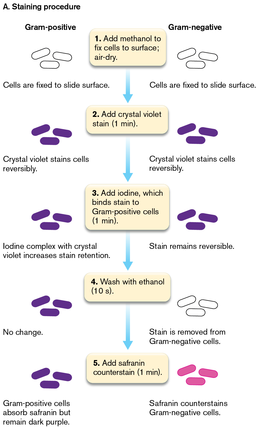 Two illustrations show the principles of Gram staining for Gram-positive and Gram-negative bacteria. The first illustration shows the steps of the Gram-staining procedure.