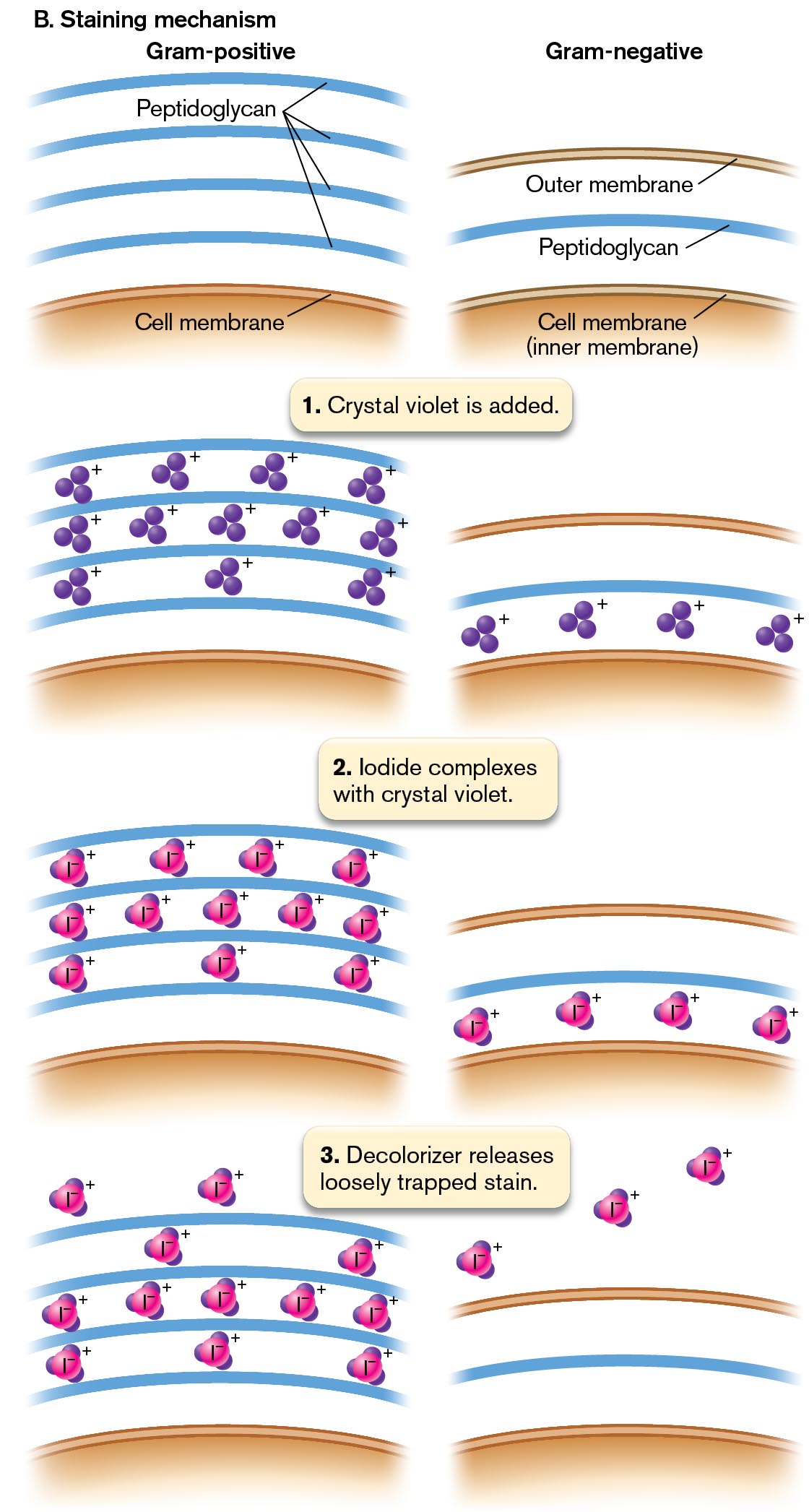 The second illustration shows the mechanism of Gram-staining.