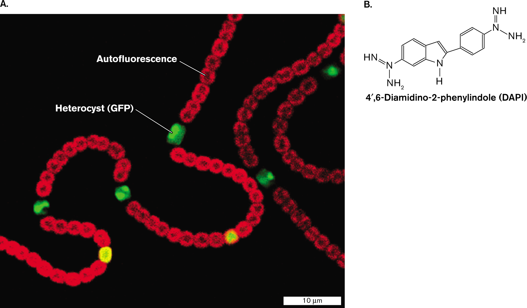 An image taken with a fluorescent microscope and the molecular structure of D A P I are shown. An image of autofluorescence and fluorescence in Cyanobacteria. The molecular structure of 4 prime, 6-Diamidino-2-phenylindole, or D A P I.