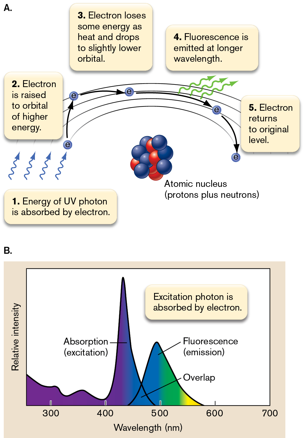 An illustration and a graph describe the concept of fluorescence. An illustration shows the concept of fluorescence at the molecular level. A graph shows two peaks for absorption and fluorescence.