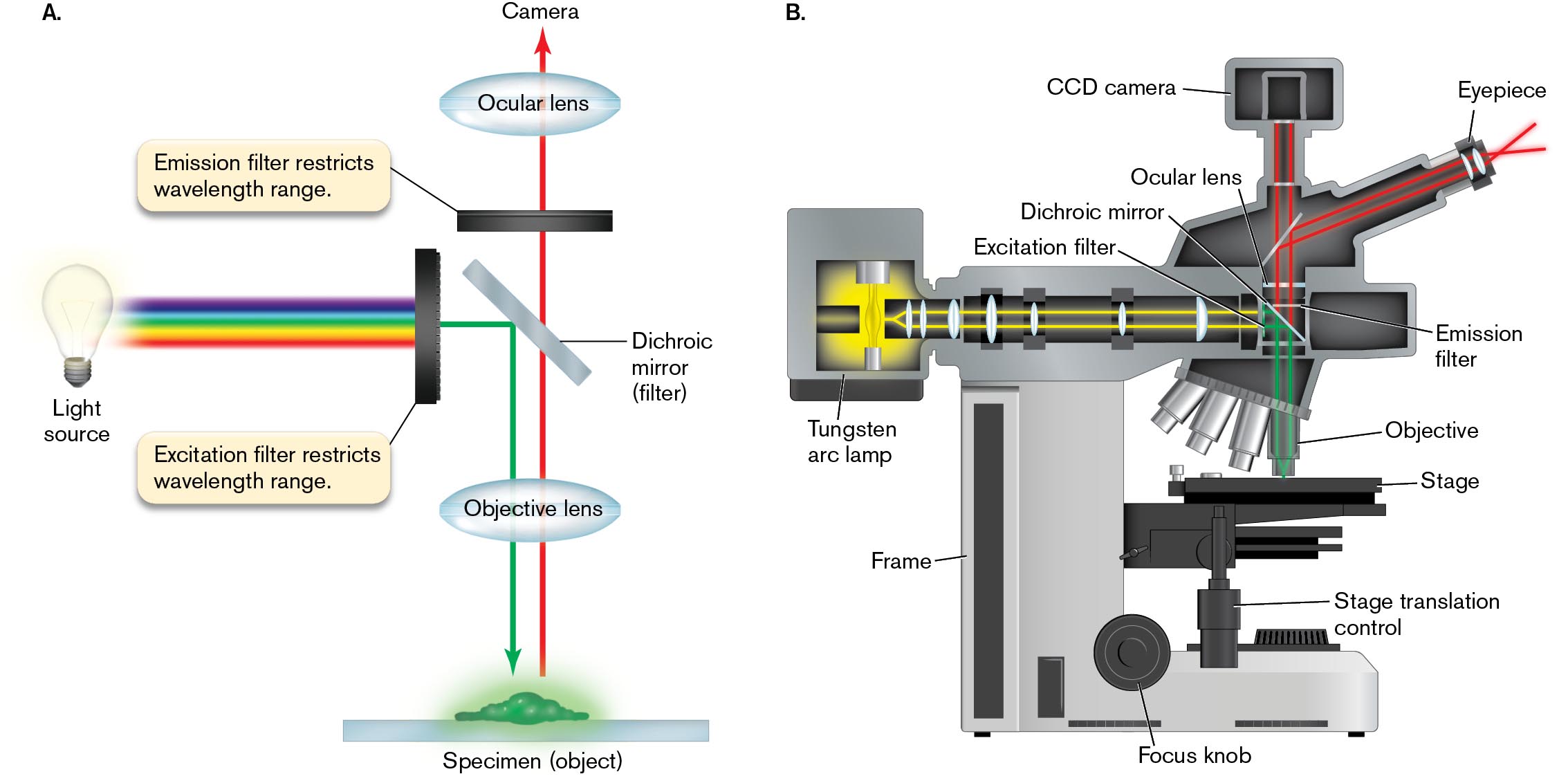 Two illustrations show the light path through and the structure of a fluorescence microscope. An illustration shows the separation of excitation beam from light emitted by specimen by a light path. A diagram shows the structure of a fluorescence microscope.