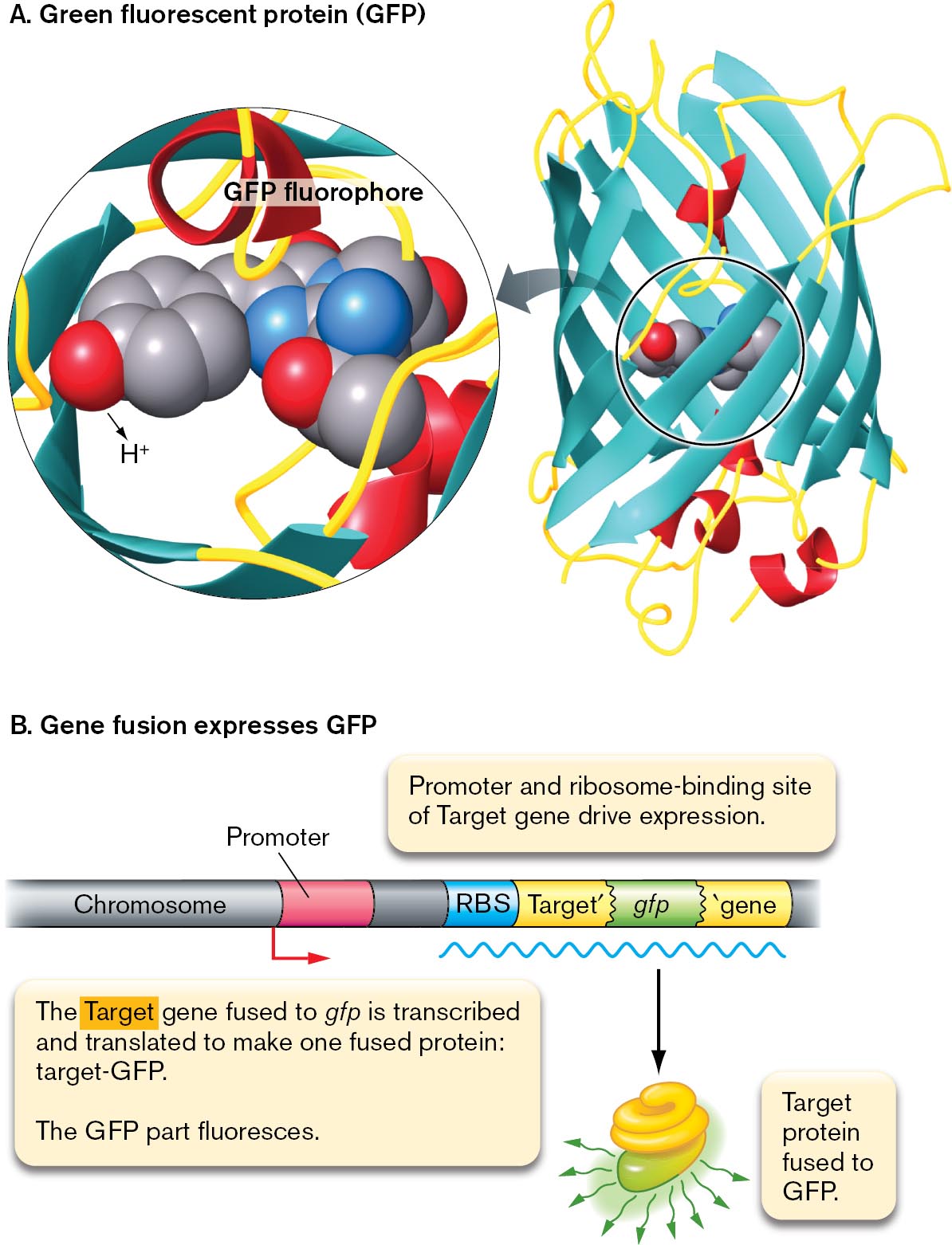 A model of G F P fluorophore and a model of G F P gene fusion. A space filling model and the protein structure of G F P fluorophore are shown. A model of G F P gene fusion.