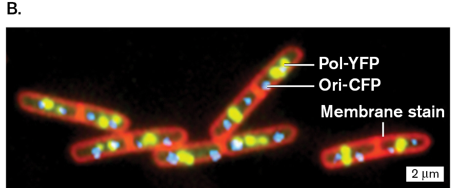 A fluorescence micrograph of the D N A origin of replication.