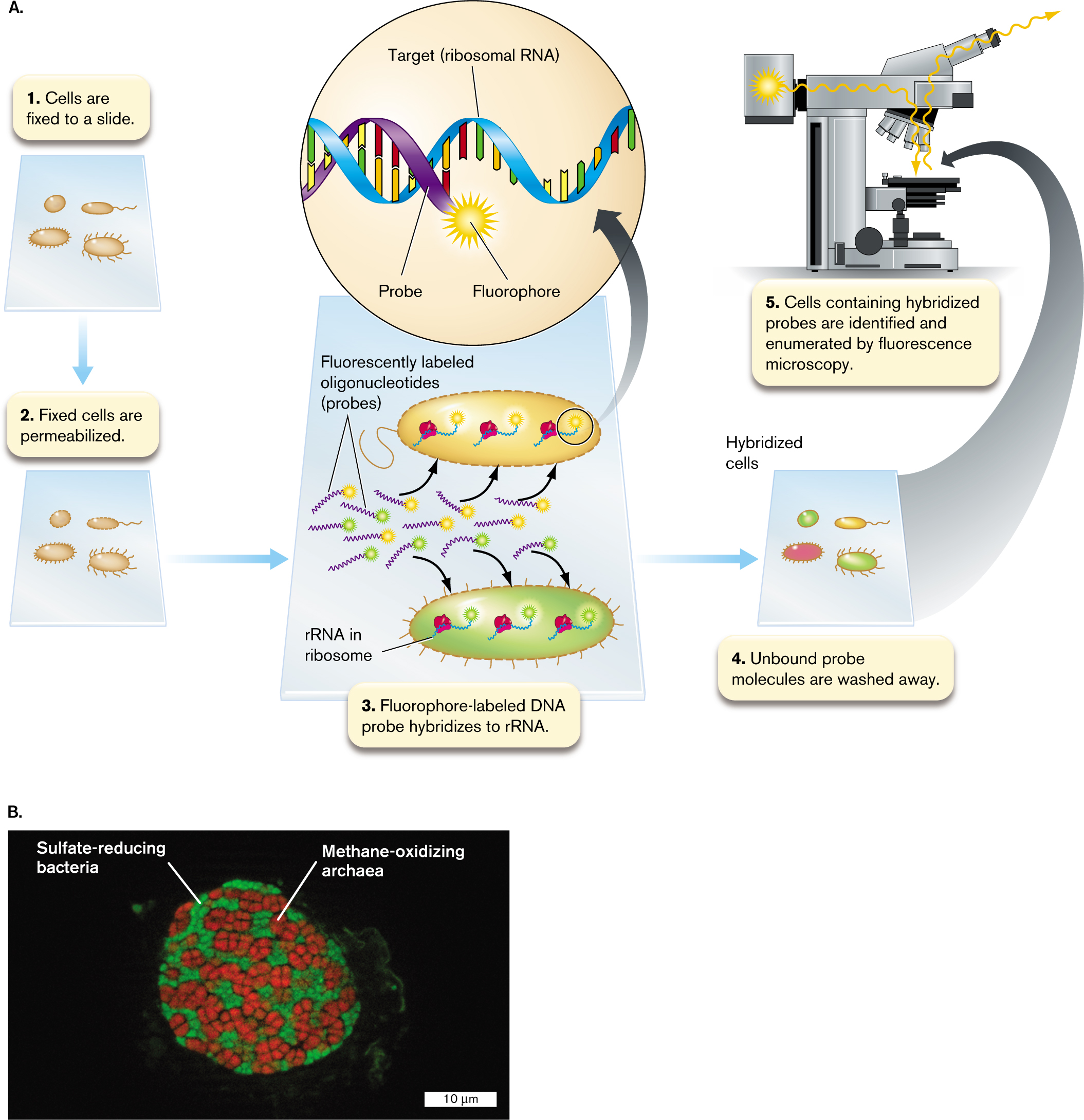 A diagram of fluorescence in situ hybridization and a micrograph containing fluorescently labeled bacteria and archaea. A schematic diagram of fluorescence in situ hybridization with five steps. A micrograph of fluorescently labeled methane-oxidizing archaea and sulfate-reducing bacteria.