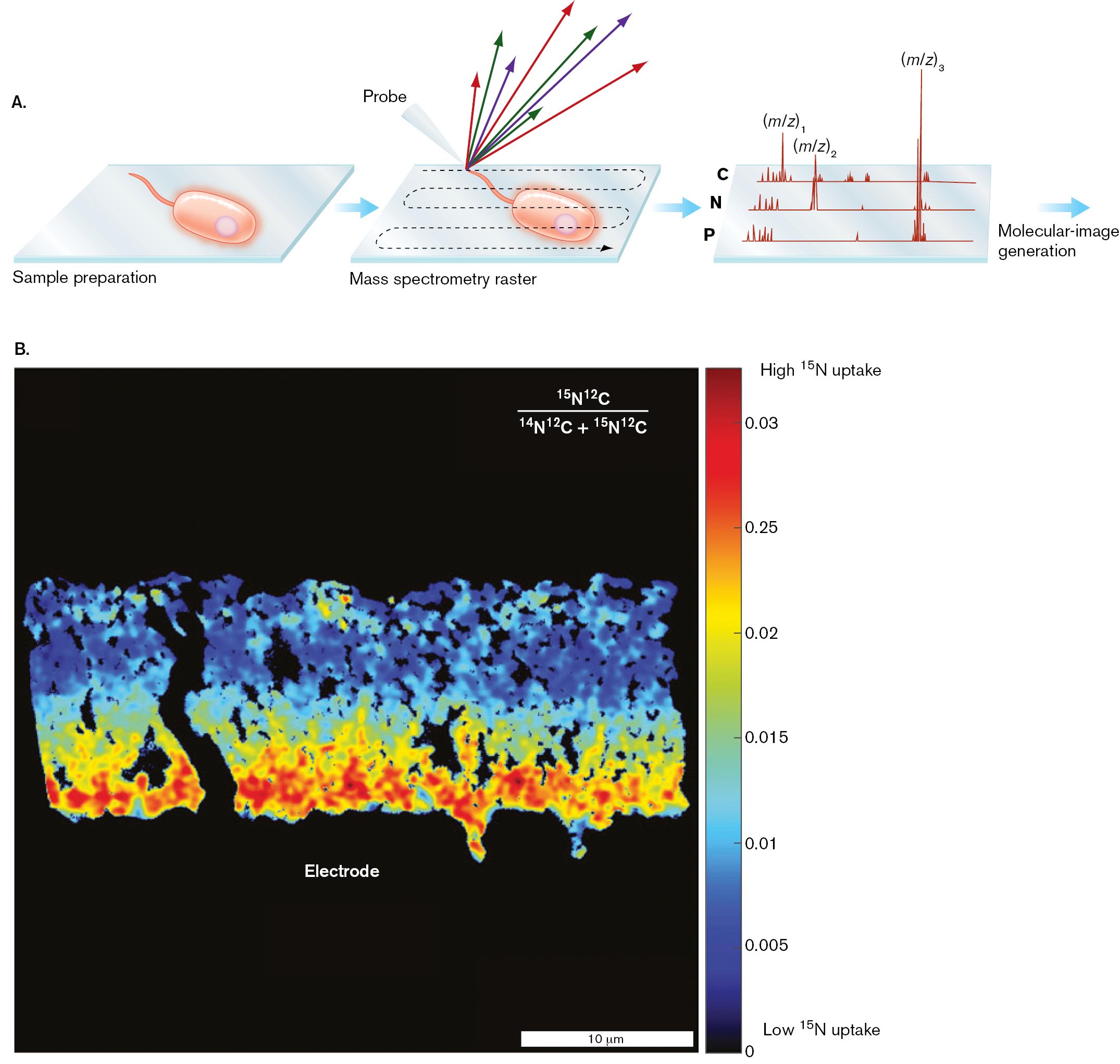 An illustration of the process of mass spectrometry molecular-image generation and a Nano S I M S image. An illustration of the process of mass spectrometry molecular-image generation. A Nano S I M S image of atomic percentages of nitrogen incorporated into Geobacter sulfurreducens biomass.