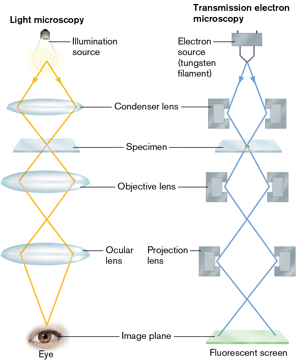 An illustration of light microscopy next to an illustration of transmission electron microscopy.