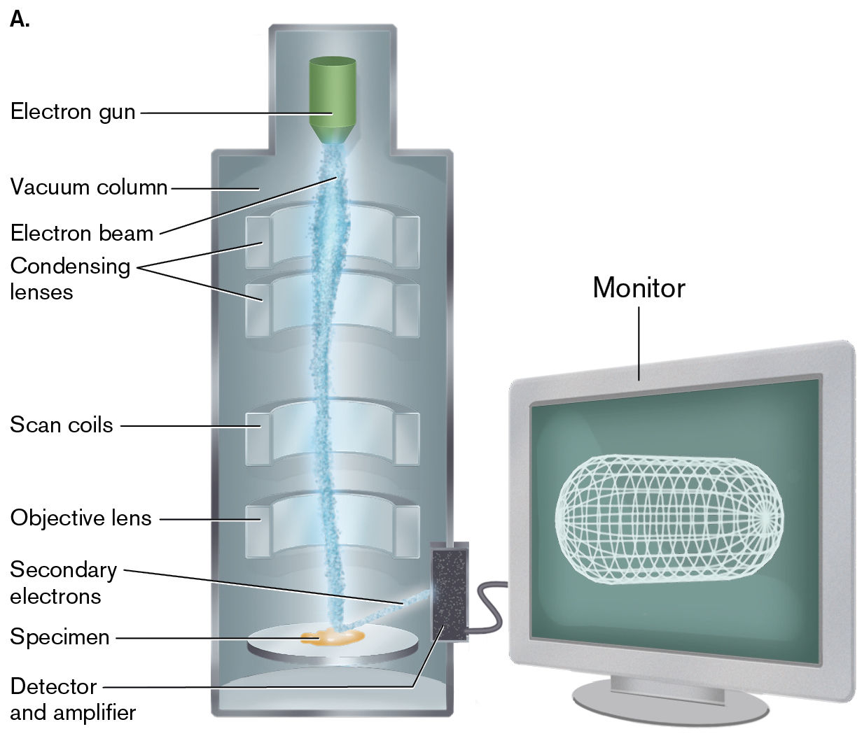 An illustration of the structure of a scanning electron microscope and a photo of specimen loading into an S E M. An illustration of the structure of a scanning electron microscope.