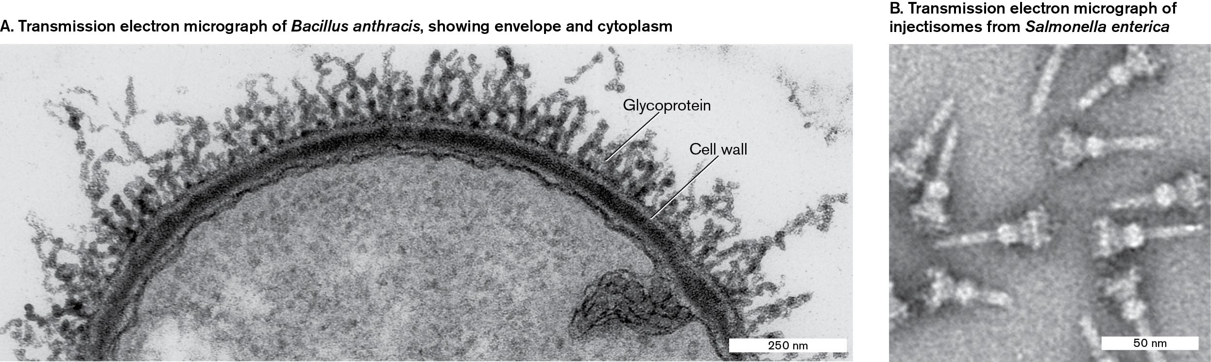 Two transmission electron micrographs of Bacillus anthracis and injectisomes from Salmonella enterica are shown. A transmission electron micrograph of Bacillus anthracis. A transmission electron micrograph of injectisomes from Salmonella enterica.