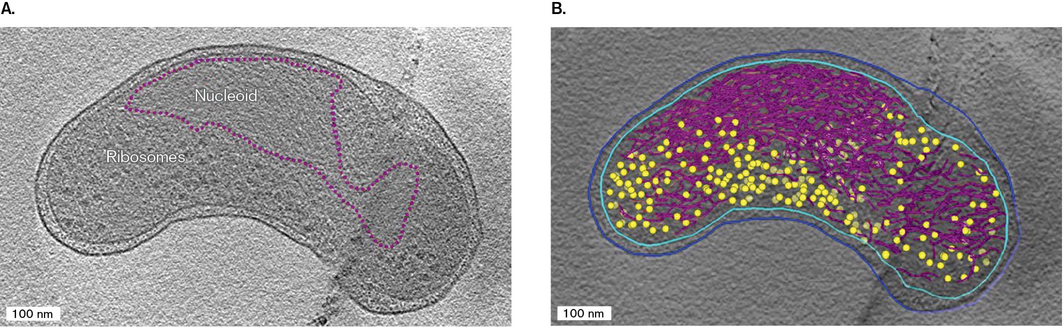 Two Cryo-electron tomographs of the marine bacterium Pelagibacter, with different labeling. A Cryo-electron tomograph shows a bean-shaped cell of Pelagibacter with the nucleoid outlined. A Cryo-electron tomograph shows a bean-shaped cell of Pelagibacter with 3 D models of internal structures.