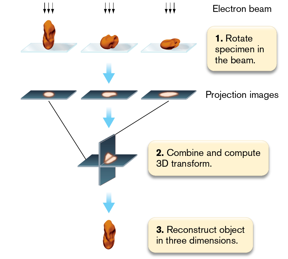 An illustration shows the construction of 3 D images in cryo-electron tomography.