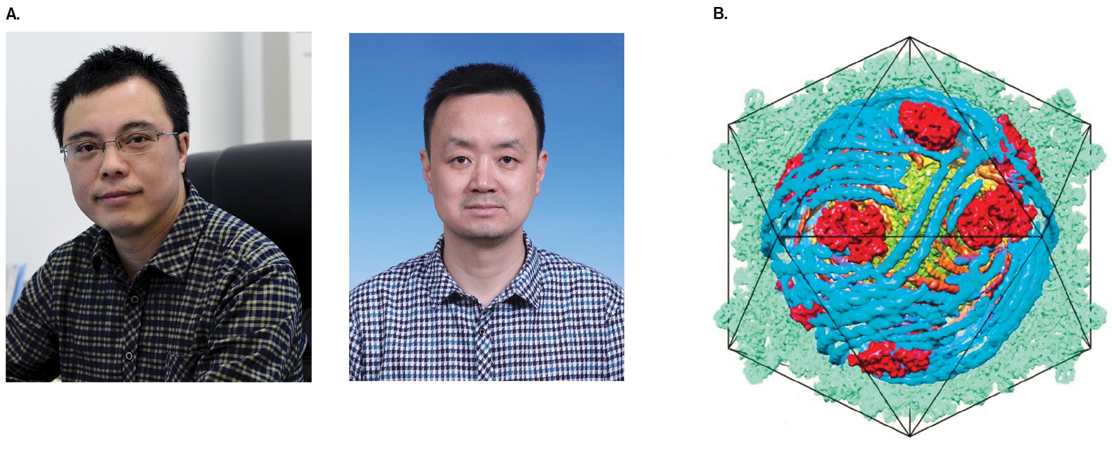 Photos of Hongrong Liu and Lingpeng Cheng are shown next to a Cypovirus model. A photo of Hongrong Liu. A photo of Lingpeng Cheng. A model of the structure of Cypovirus.