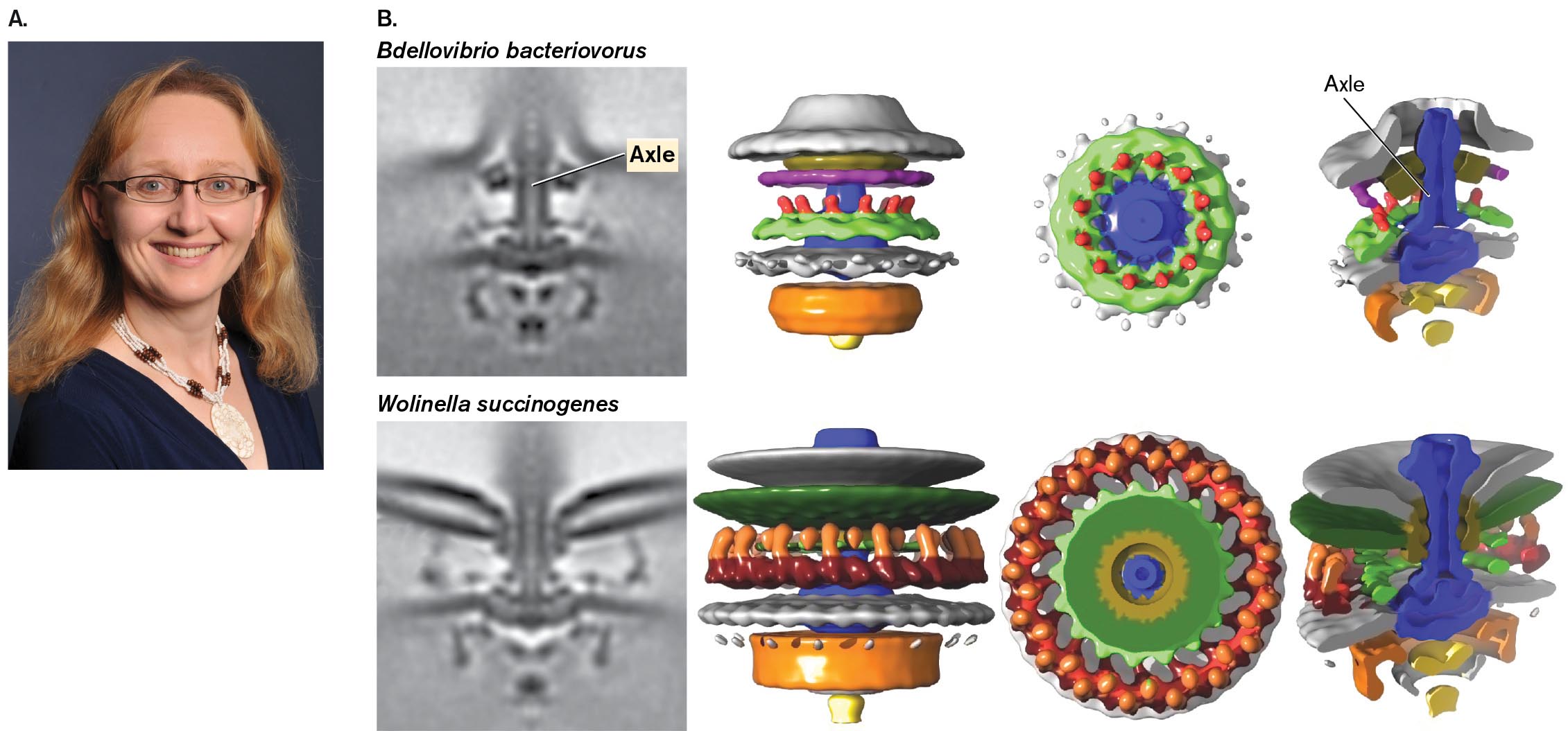 A photo of Bonnie Chaban and two Cryo-electron tomographs of motors of bacterial flagella with accompanying 3 D models. A photo of Bonnie Chaban. Two Cryo-electron tomographs of motors of bacterial flagella with accompanying 3 D models.