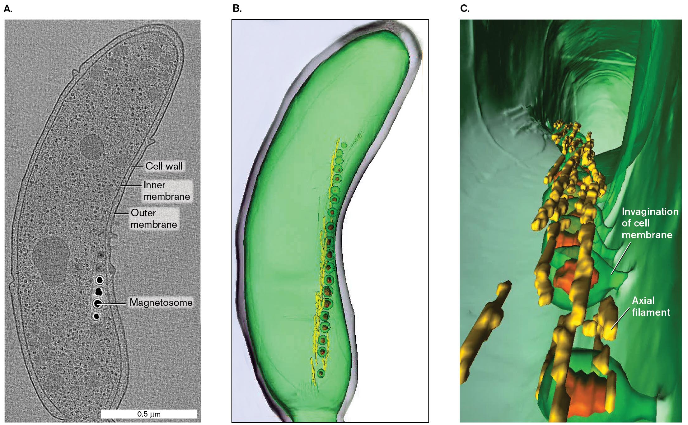 Three images show increasing detail of the structure of Magnetospirillum magneticum based on cryo-electron tomography. A cryo-electron tomograph shows the labeled structure of Magnetospirillum magneticum. A 3 D structure of M. magneticum with several magnetosomes. A 3 D model of the cell interior of M. magneticum.