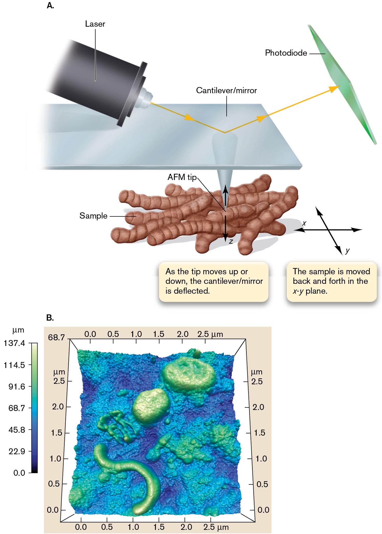 An illustration and a graph show the visualization of untreated cells enabled by atomic force microscopy. An illustration shows the basic structure of the atomic force microscope. An A F M image of live bacteria with scales in the X, Y, and Z axis.