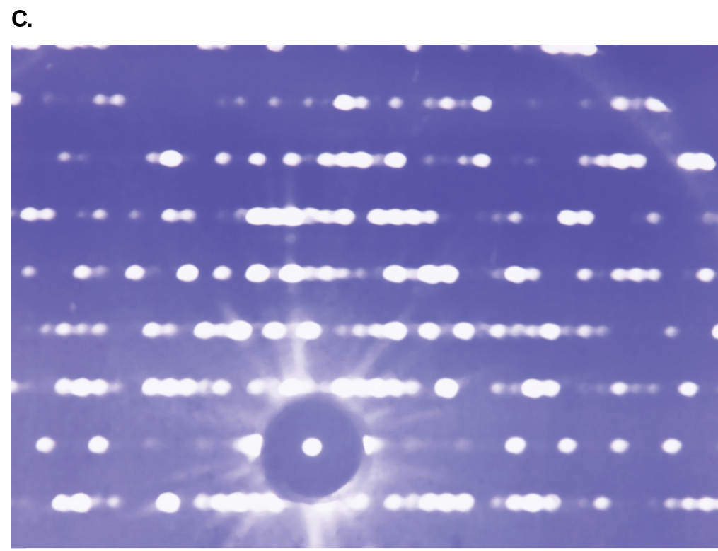 X-ray crystallography shows several bonded crystals arranged in multiple rows in the diffraction pattern.