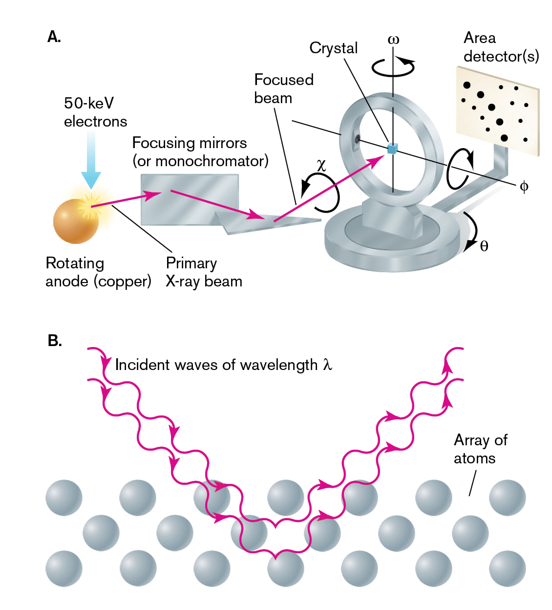 Two illustrations of x-ray crystallography and the diffraction pattern from a crystal are shown. An illustration depicts x-ray crystallography. An illustration shows incident waves moving through an array of atoms.