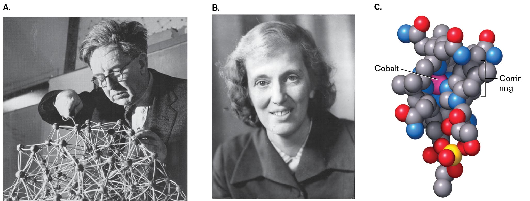 Two photos of John Bernal and Dorothy Hodgkin are shown next to a space filling model of Vitamin B subscript 12. A photo of John Bernal working on a complex ball and stick molecular model. A photo of Dorothy Hodgkin. A space filling model of Vitamin B subscript 12.