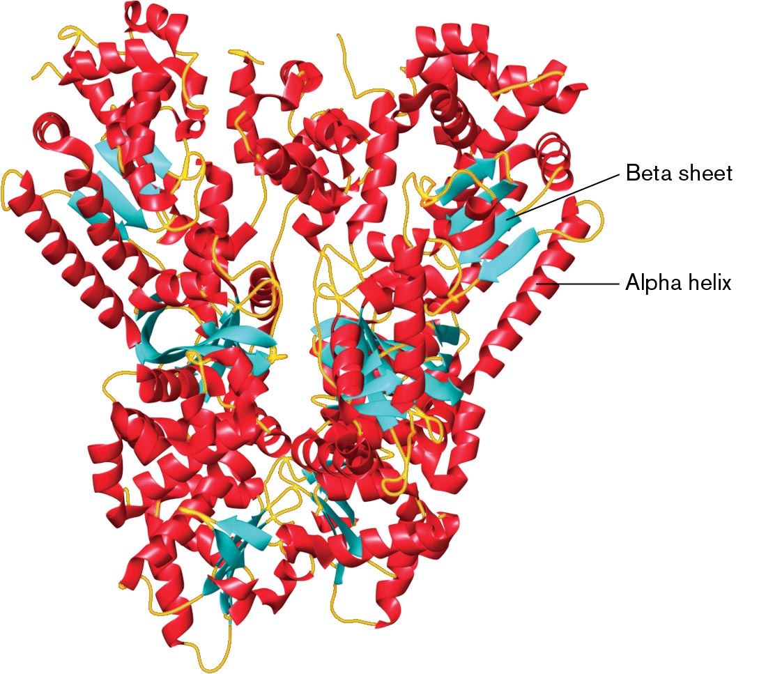 A three dimensional model of the protein structure of anthrax lethal factor.