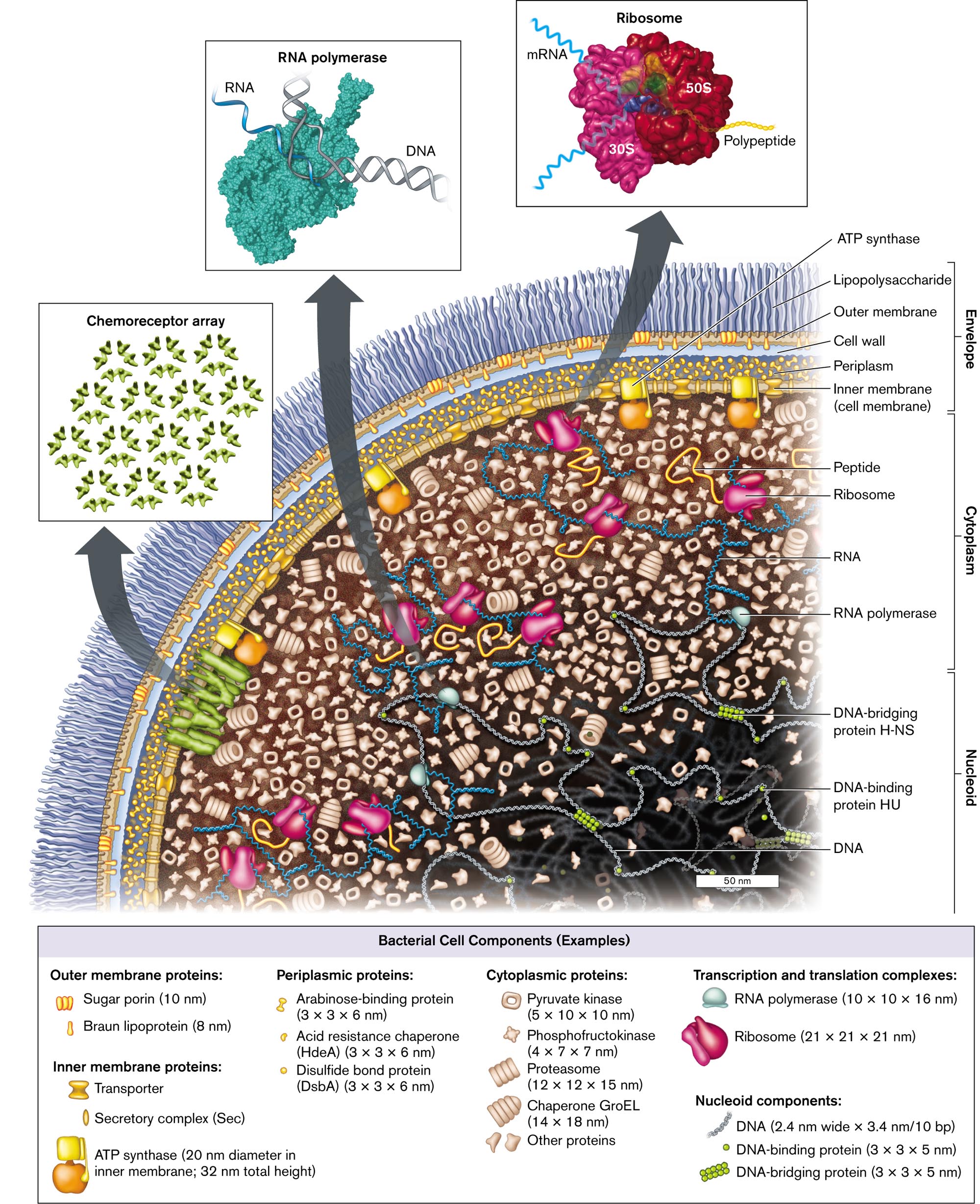 An illustration of the cell components and structure of Escherichia coli.