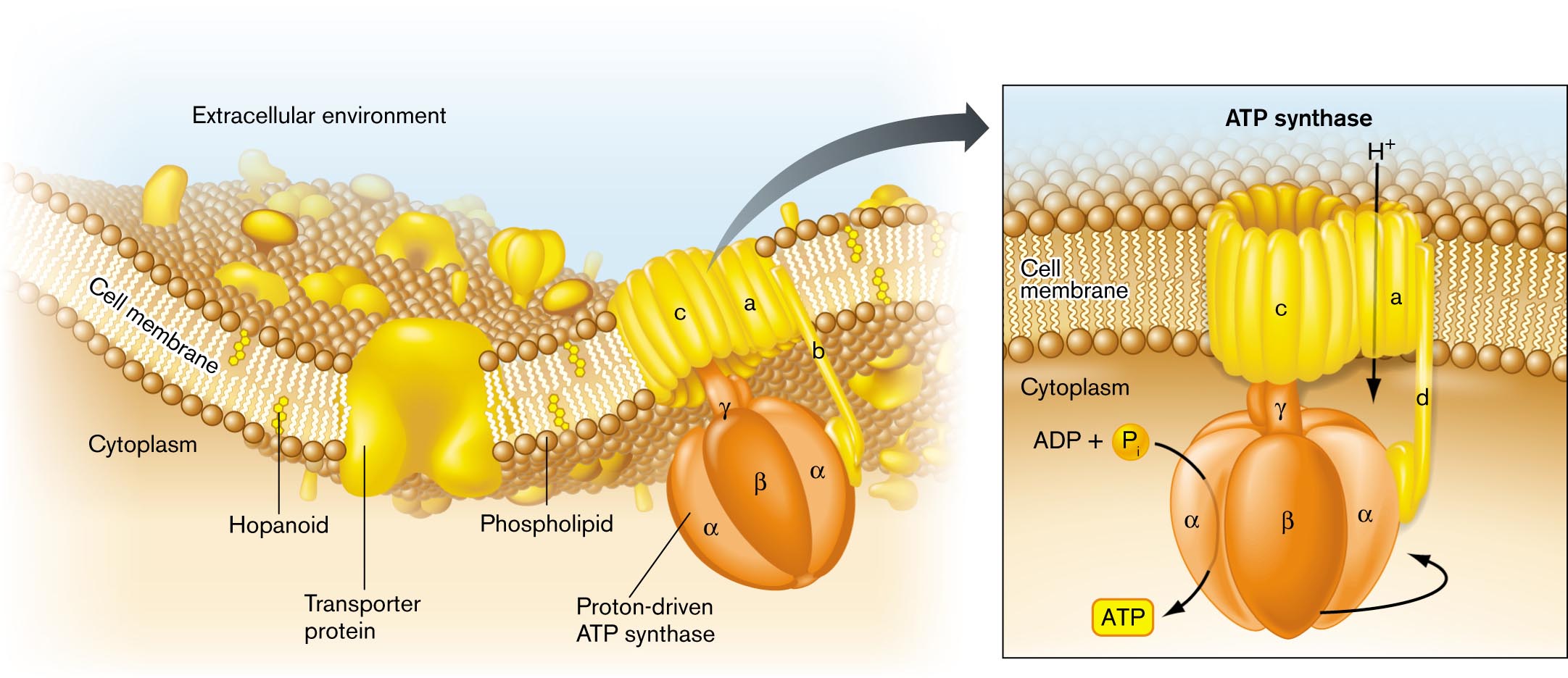 An illustration of the general structure of a bacterial cell membrane.