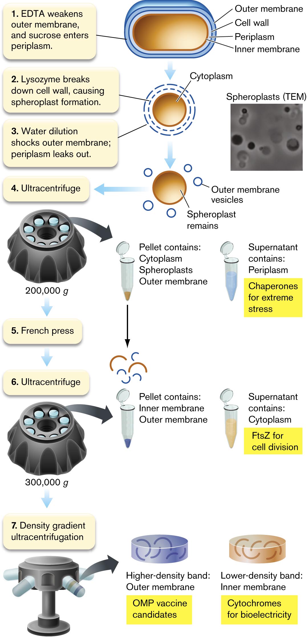 An illustration describes the process of fractionation of Gram-negative cells.