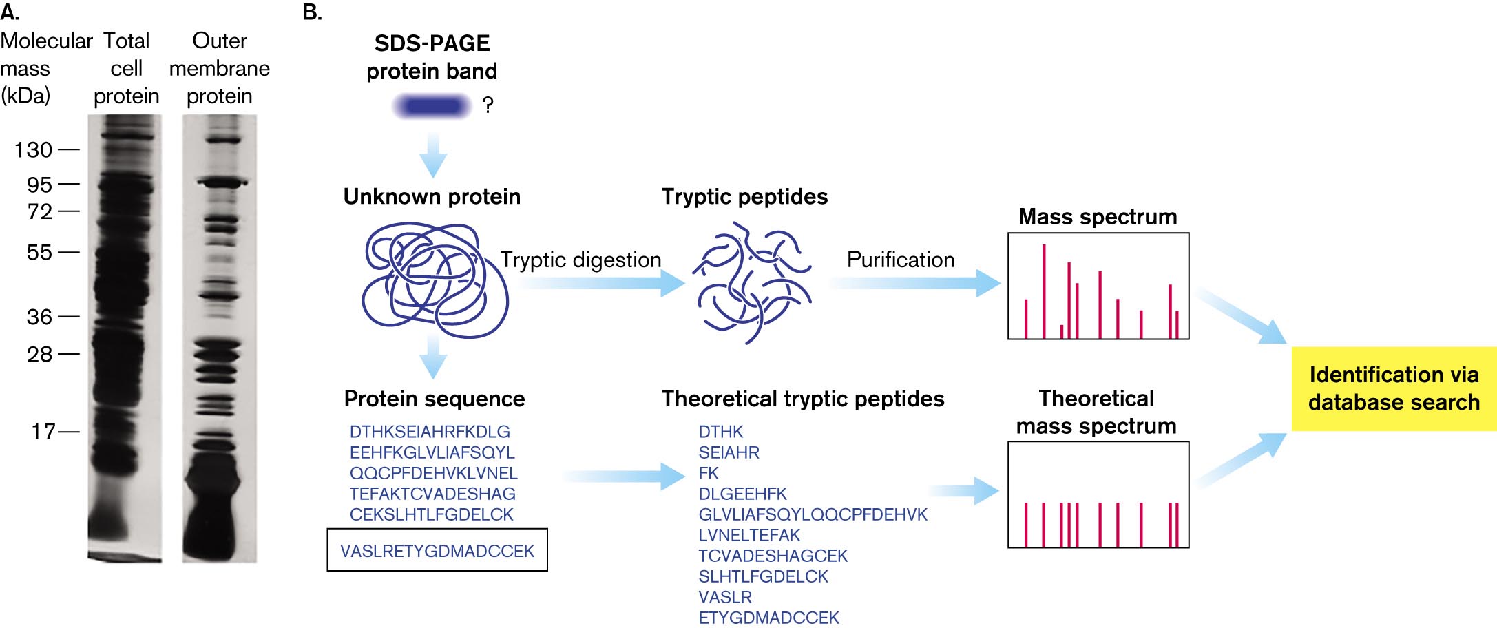 A photo of two protein gel electrophoresis bands and a diagram of protein mass spectrum analysis. A photo of gel electrophoresis bands comparing total cell proteins to outer membrane proteins. A diagram of protein mass spectrum analysis.